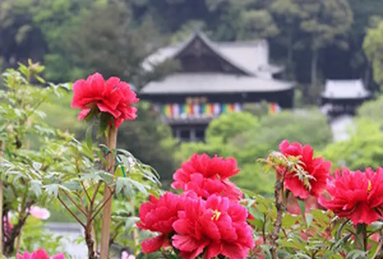花の寺です…！