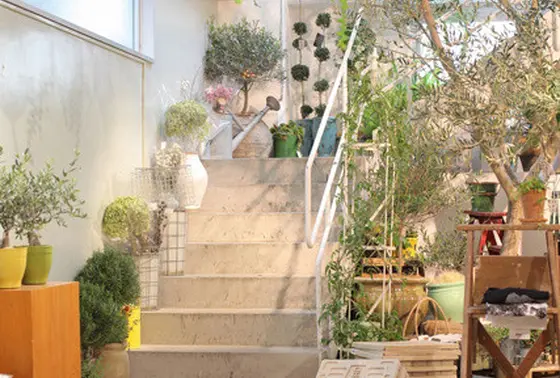 階段を彩る観葉植物たち。