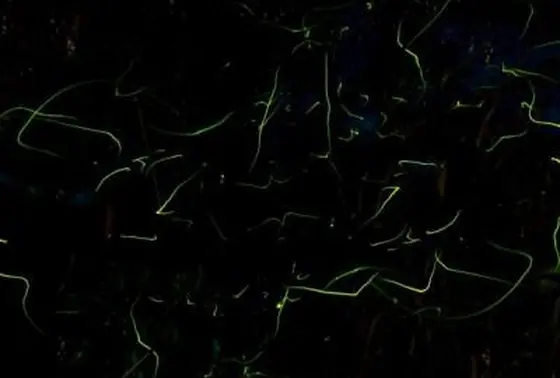運が良ければ夜にはホタルに出会えるかも・・・？