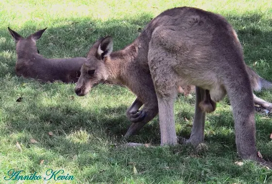 カンガルーやワラビー