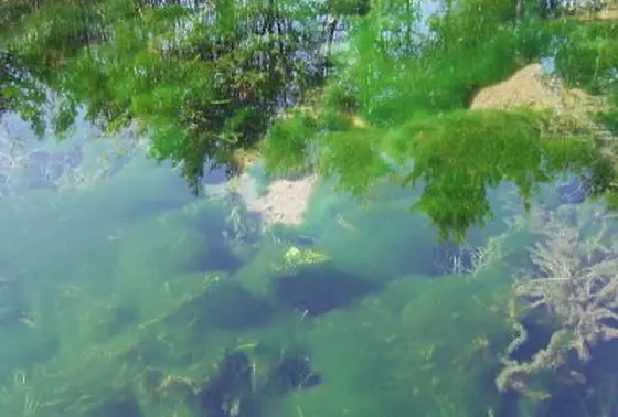 水草も美しい
