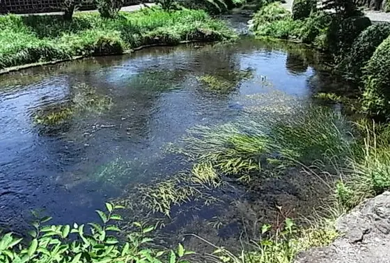 名前とは違って澄んだ水