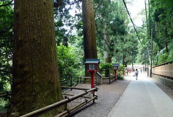 高尾山杉並木