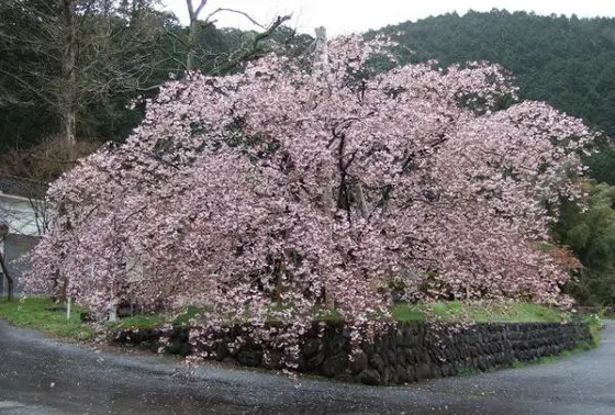 三代続く？正福寺桜