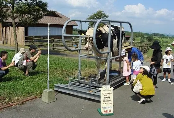 乳搾り体験