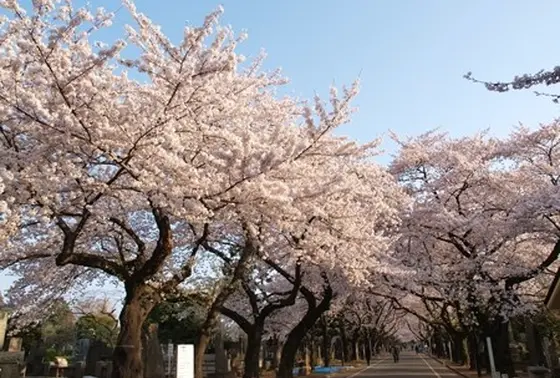 春はこんな感じ