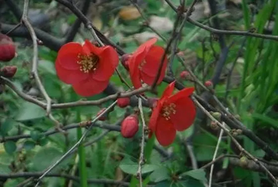 冬でも花が咲いてます。