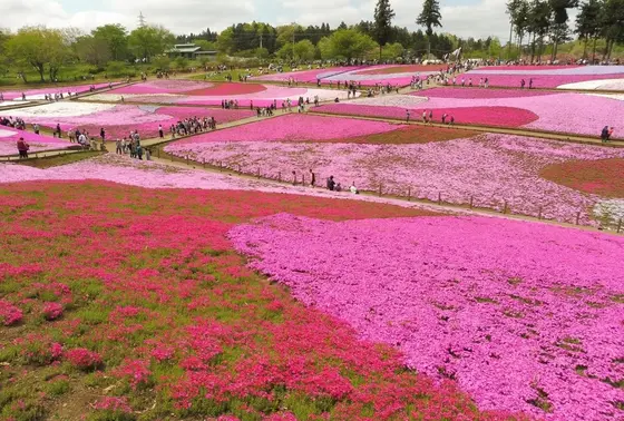 芝桜の丘