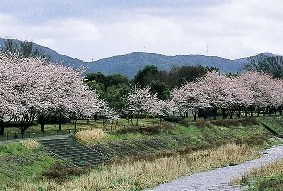 桜並木