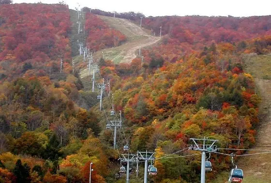 紅葉🍁