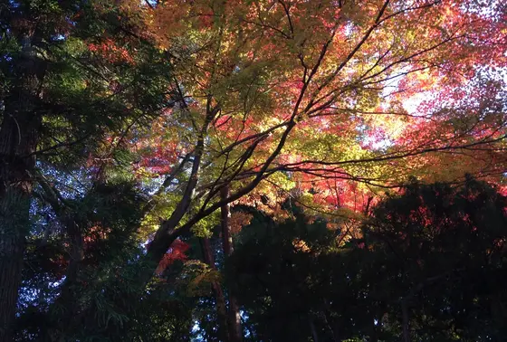 キレイな自然の木々