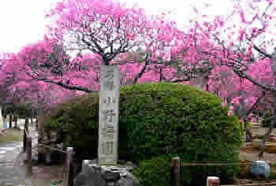 春の到来を告げる小野梅園