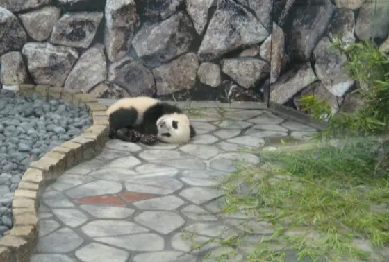 パンダ！