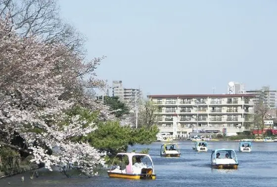 スワンボート、あります✨大人気！