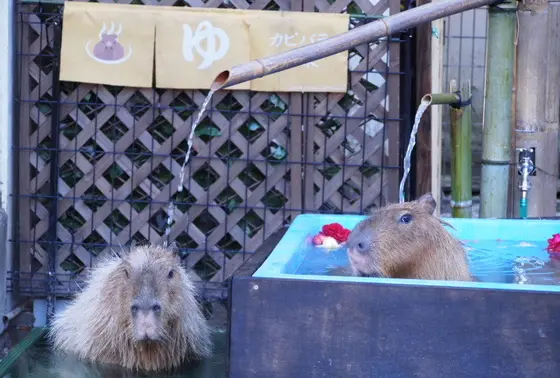 カピバラさんの入浴も
