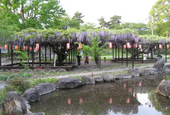 高島公園の藤