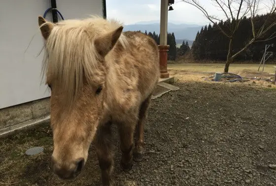馬さんたちもおりますー！