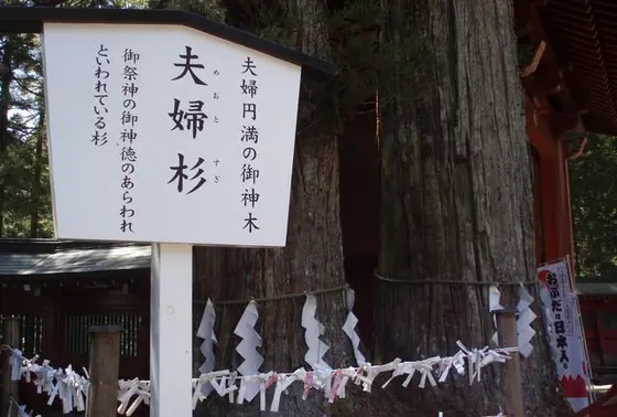 夫婦杉