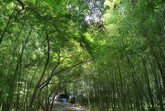 敷地内の竹林
