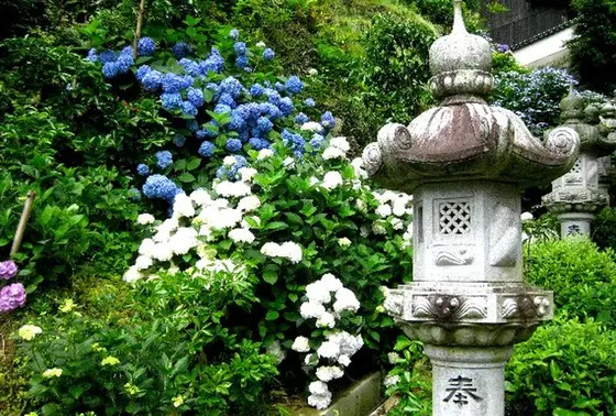 大滝山西法院あじさい祭り