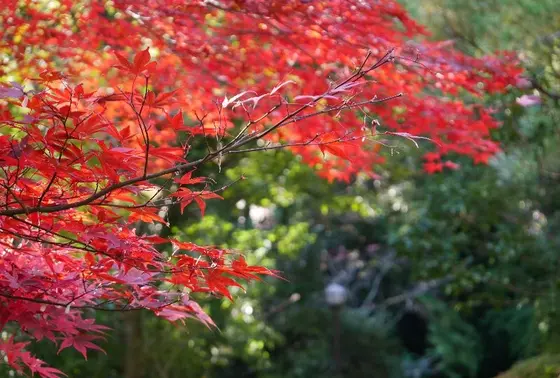 万葉公園（紅葉）