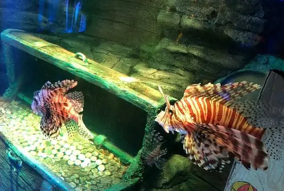 レゴと水棲生物