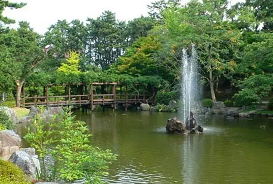 ハスが咲きます