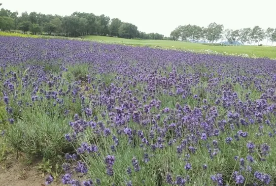 ラベンダー