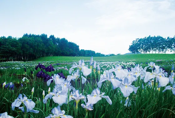 菖蒲園