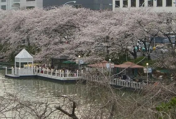 桜の時期がおすすめ
