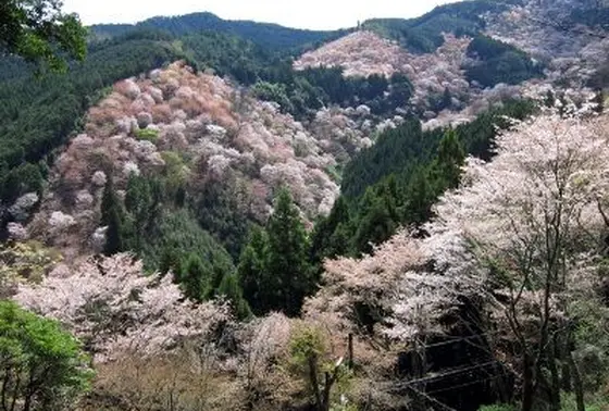 お花見スポットです