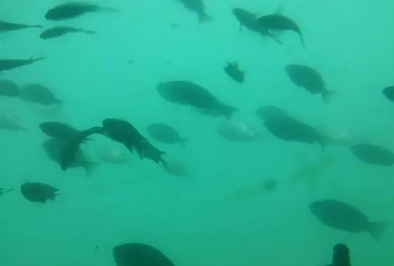 船に乗って魚を観察