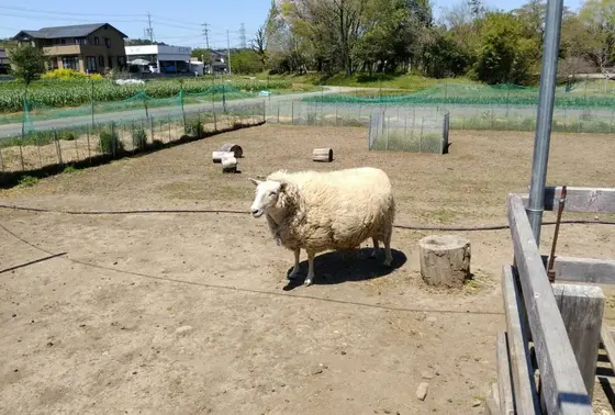 ふれあい動物園
