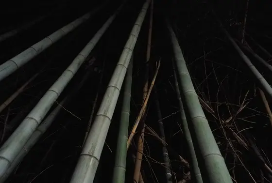 竹藪を見上げて