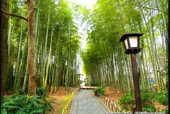 修善寺 竹林の小径