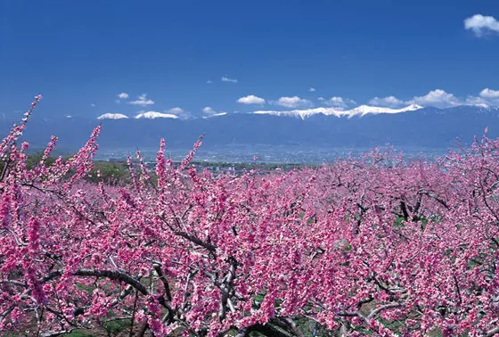 桃の花のピンク色は濃い
