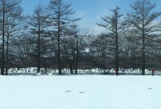 タンチョウが飛んだ！！