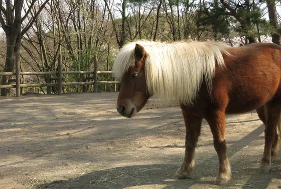 ポニーとかが近い！