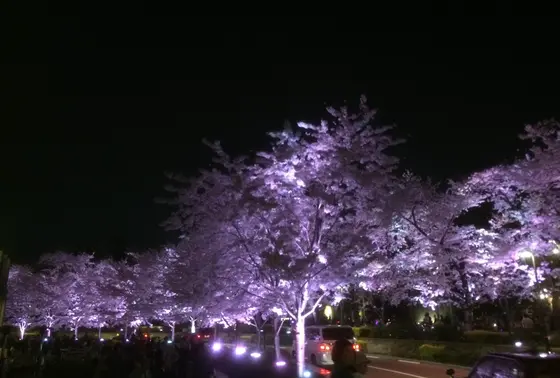 鮮やかなライトアップ