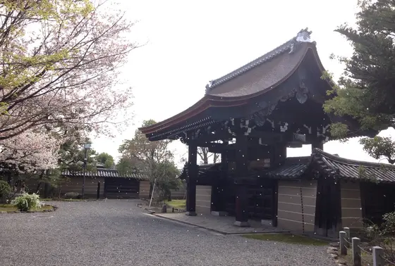 風で桜の花びらが舞っていました