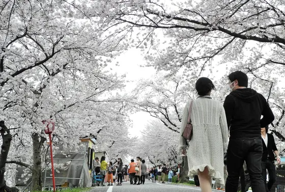 桜のトンネル