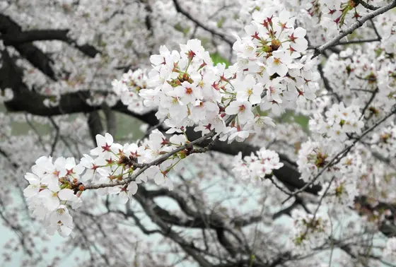 桜の撮影スポット