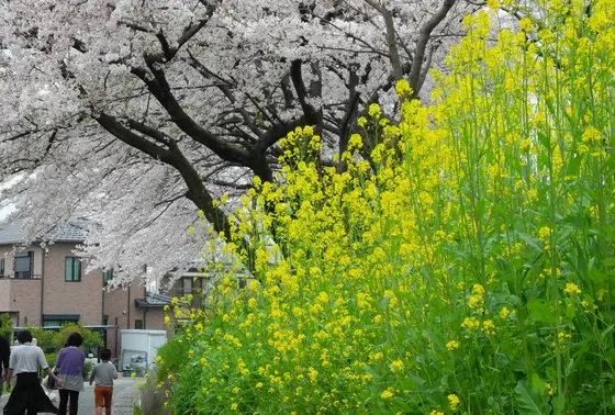 菜の花も満開