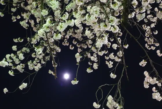 夜桜もいいかも