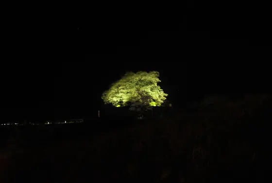 遠くから見た桜