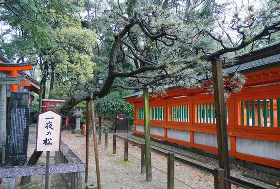 御神木 一夜松
