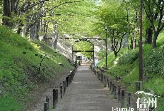 ケヤキ並木