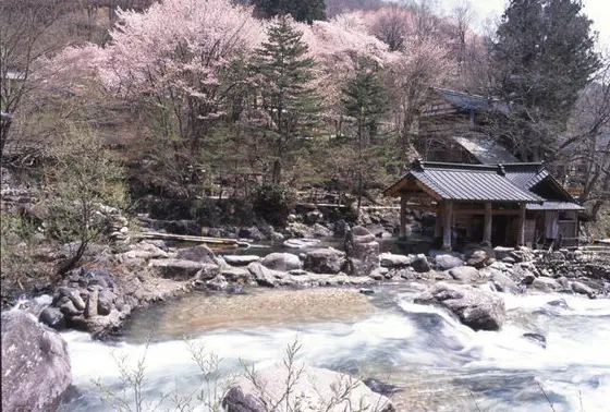 温泉につかりながらのお花見もいいもんですねぇ。