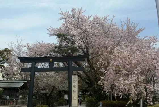 境内の桜