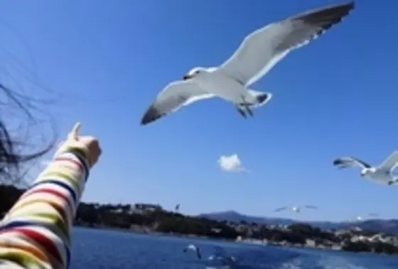 カモメって可愛いね